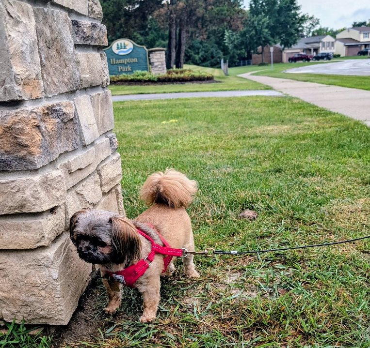 Small dog enjoying a pet walk near Hampton Park in Sterling Heights, Michigan