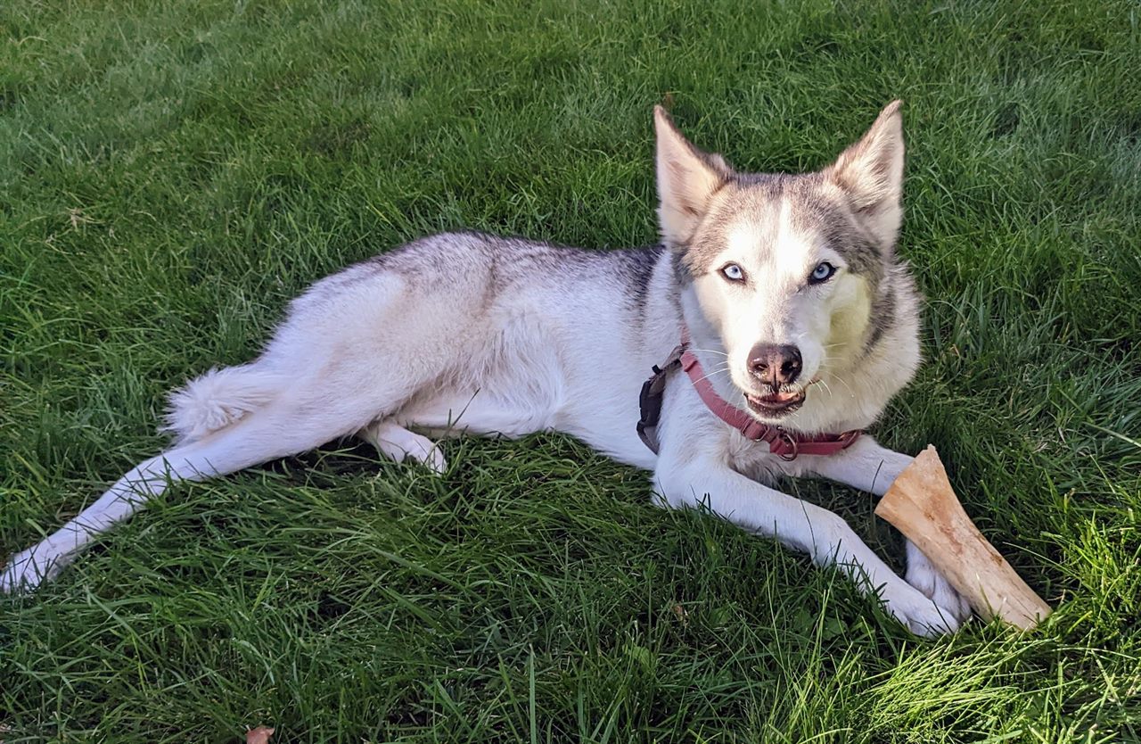 Siberian Husky relaxing during overnight dog sitting and personalized pet care in Sterling Heights, Michigan